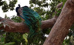 10th Jan 2015 111.JPG