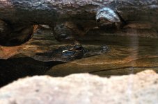 10th Jan 2015 093.JPG