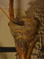 Nest.jpg