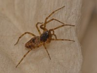 Spider2.jpg