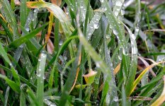 11th Jan 2015 013.JPG