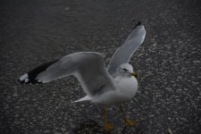 DSC_8292.jpg