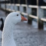 Goose.jpg