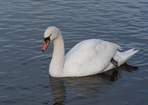 Swan.jpg