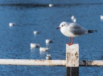 gull.jpg