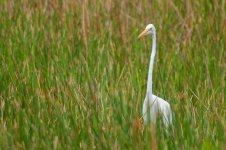 Egret-1.jpg