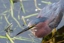 Tricolor Heron-1.jpg