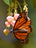 Monarch2.jpg