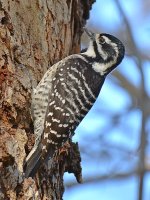 Woodpecker5.jpg