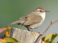 Wren3.jpg