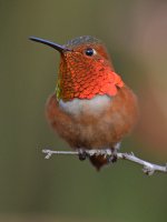Hummer10.jpg