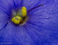 Stamen with diffuser.jpg