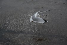 DSC_8294.jpg