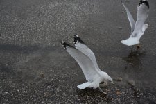DSC_8299.jpg