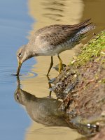 Sandpiper8.jpg