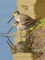 Sandpiper11.jpg