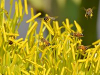 Bees.jpg
