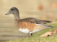 Duck2.jpg