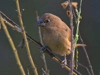 Finch.jpg
