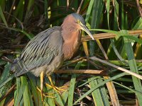 Heron.jpg