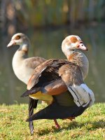 Ducks.jpg