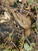 Sparrow5.jpg