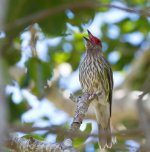 2014-10-25  2261  Australian Fig Bird.jpg