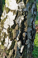Bark.jpg