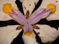 Iris.jpg