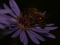 Bee2.jpg