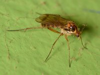 Fly3.jpg