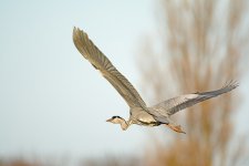 DSC_2210.jpg