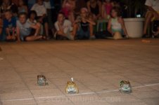 DSC_2939.jpg