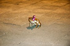 DSC_2938.jpg