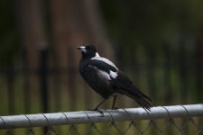 DSC_4000.jpg
