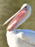 Pelican3.jpg