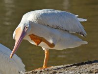 Pelican2.jpg