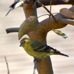 Finch.jpg