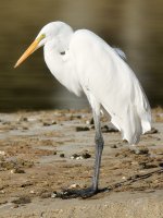 Egret.jpg
