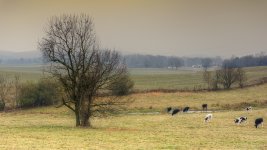 cows-farm.jpg