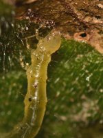 InchWorm.jpg