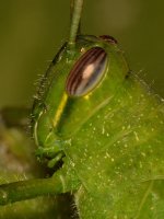 Hopper2.jpg