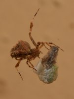 Spider.jpg