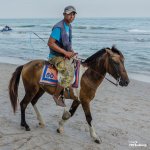 seahorse-3.jpg