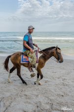 seahorse-4.jpg