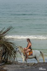 seahorse-5.jpg