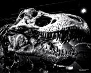 CLE History Museum  TRex   1.jpg