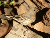 Finch2.jpg