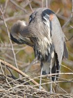 BlueHeron4.jpg