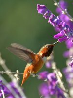 Hummer19.jpg